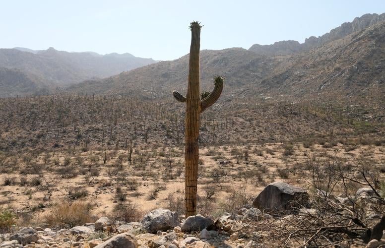 Bighorn Fire burn scar study area
