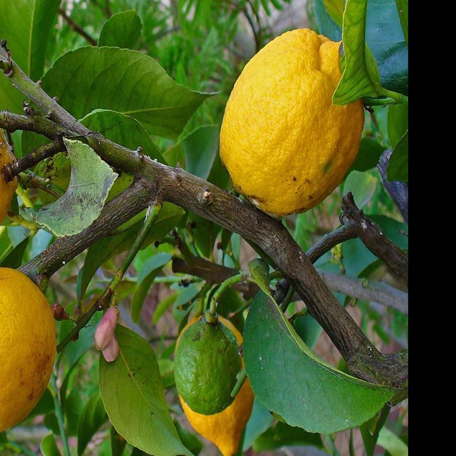 Wallpaper Citrus Tree Leaves Dropping After Freeze What Can I Do Home Garden Tucson Com Free