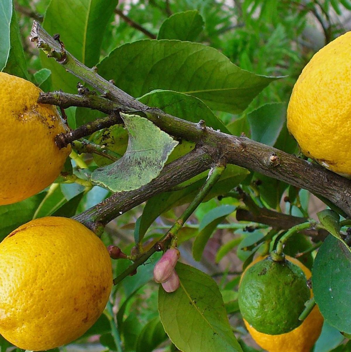 Get Citrus Tree Leaves Dropping After Freeze What Can I Do Home Garden Tucson Com For Android Wallpaper Citrus Tree Leaves Dropping After Freeze What Can I Do Home Garden Tucson Com Free