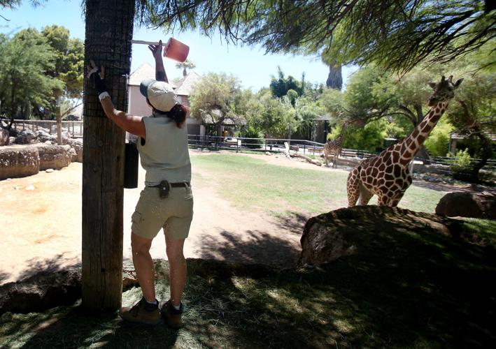 Reid Park Zoo giraffe