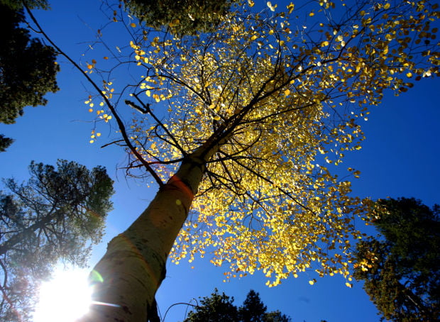 Fall foliage in Southern Arizona