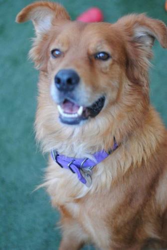 Pima Animal Care Center