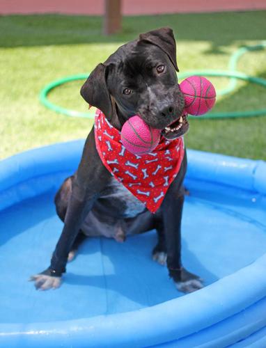 Humane Society of Southern Arizona