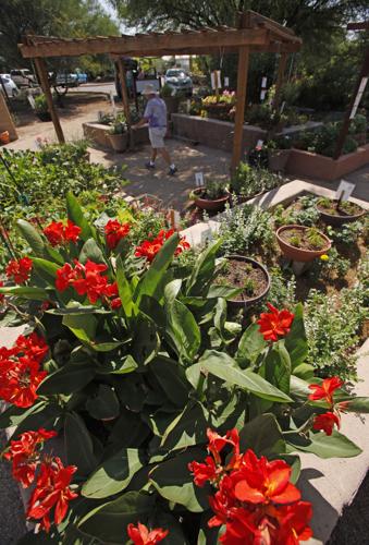 All-America Selections garden