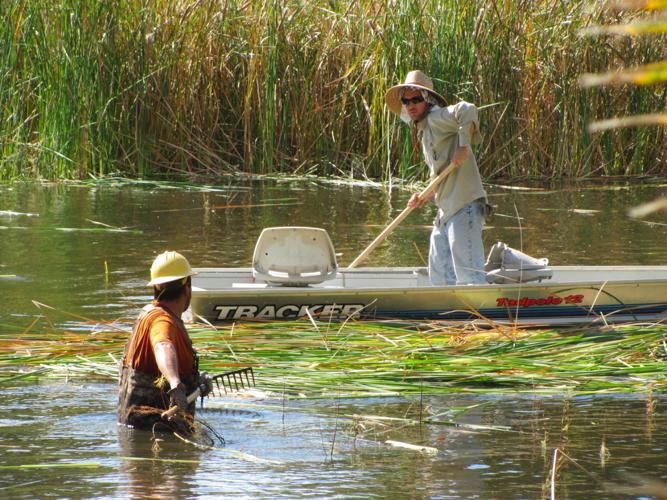 Cattail removal work