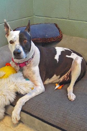 Adopt A Friend: Tuesday