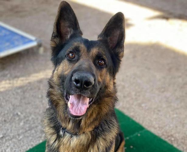 Adopt a friend: Bradley