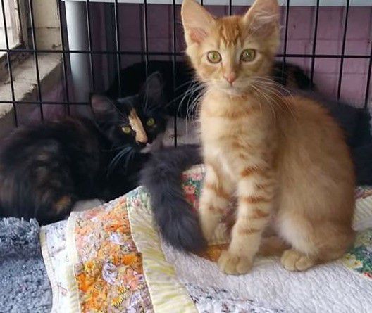 Adopt a friend: Adele and Archie