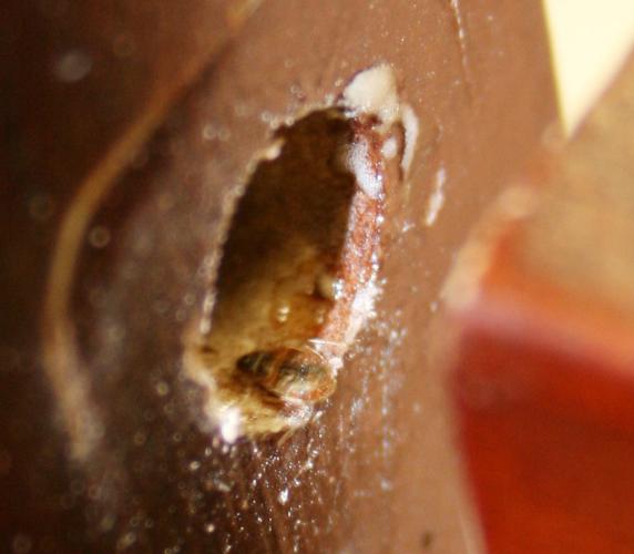 Bed bugs up close and personal