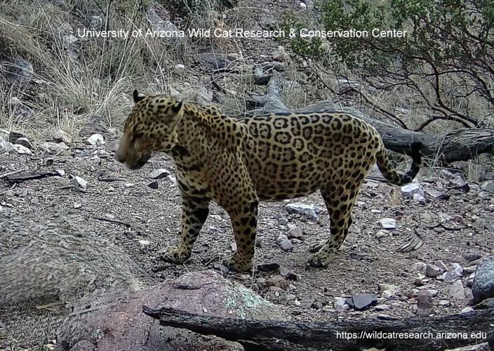 Meet all 5 jaguars spotted in Arizona
