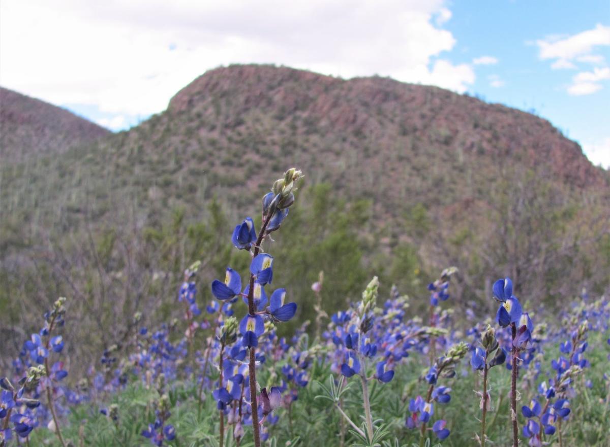 Blue lupine