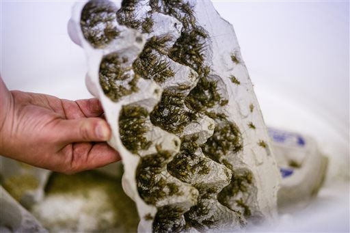 Iowa resident starts cricket farming for human consumption