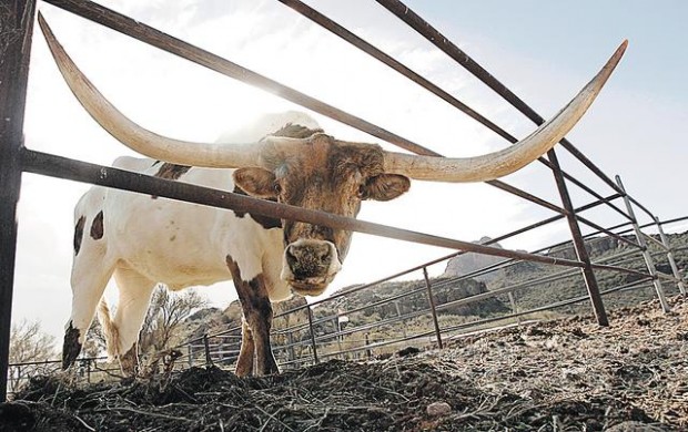Signature Tucson attraction is fading  