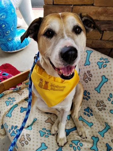 Adopt a friend: Leila