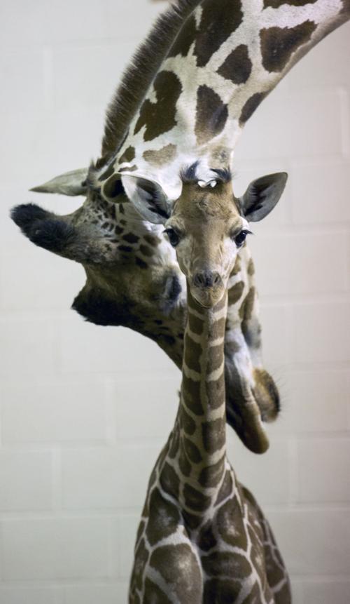 Baby zoo animals