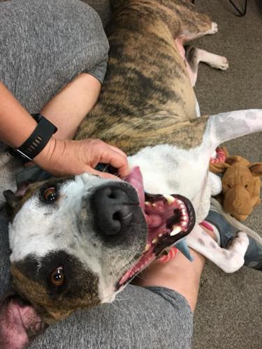 Adopt a friend: Pete