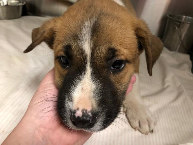 Free pet adoptions from PACC at some PetSmart locations