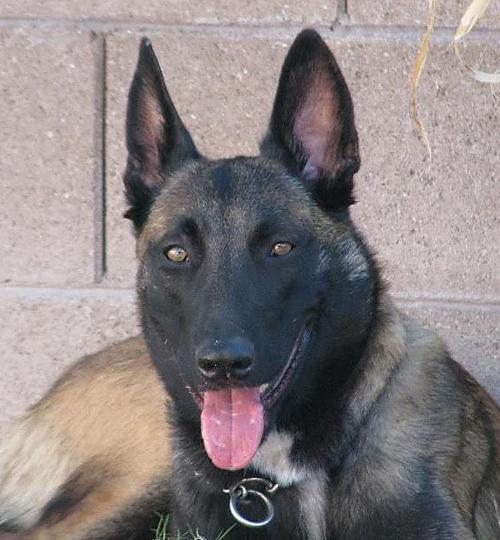 Suspect Shot Killed By Police After Shooting K 9 Patrol Dog Crime Tucson Com