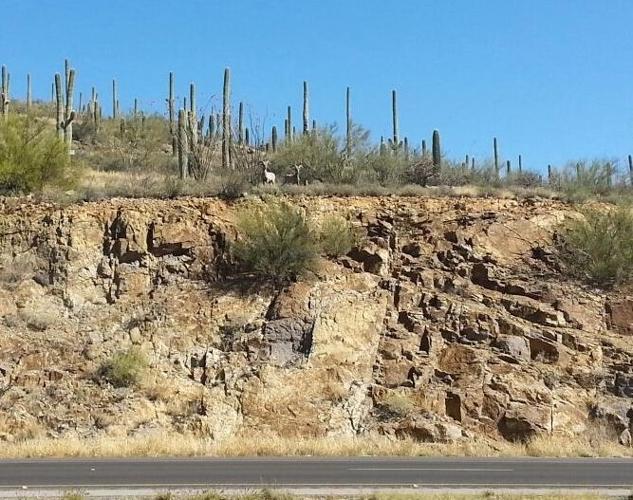 Bighorns on Ajo Way