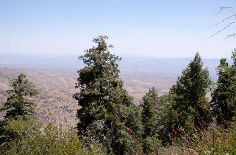 Mount Lemmon