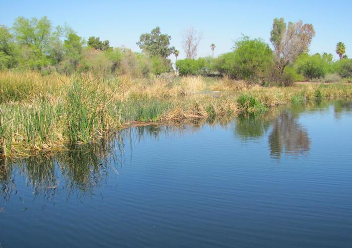 Standing water at Sweetwater Wetlands