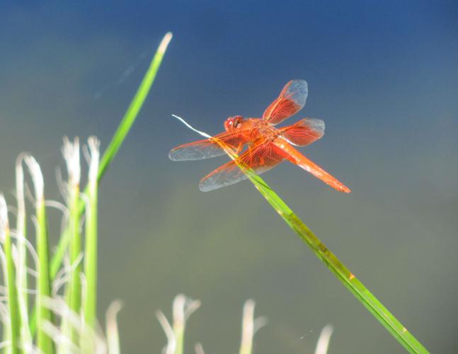 Dragonfly on a cattail