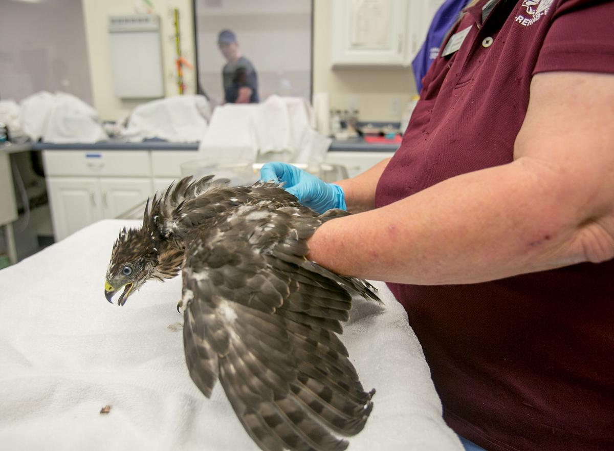 Photos: Handling the heat at Tucson Wildlife Center | Photography