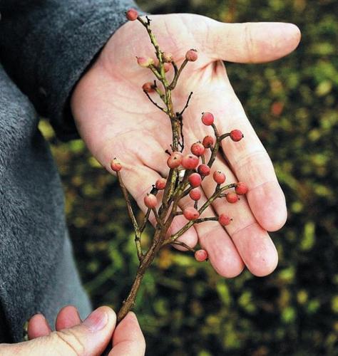 Mother Tree a gem of a pistachio  