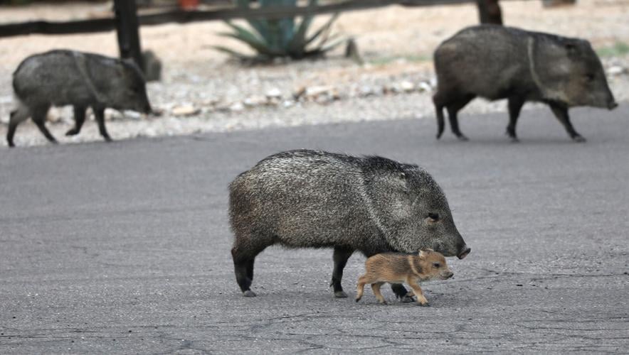 What to know about Arizona's javelina