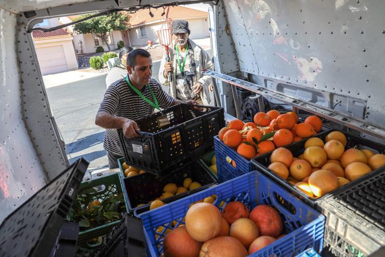 Citrus collection (LE)