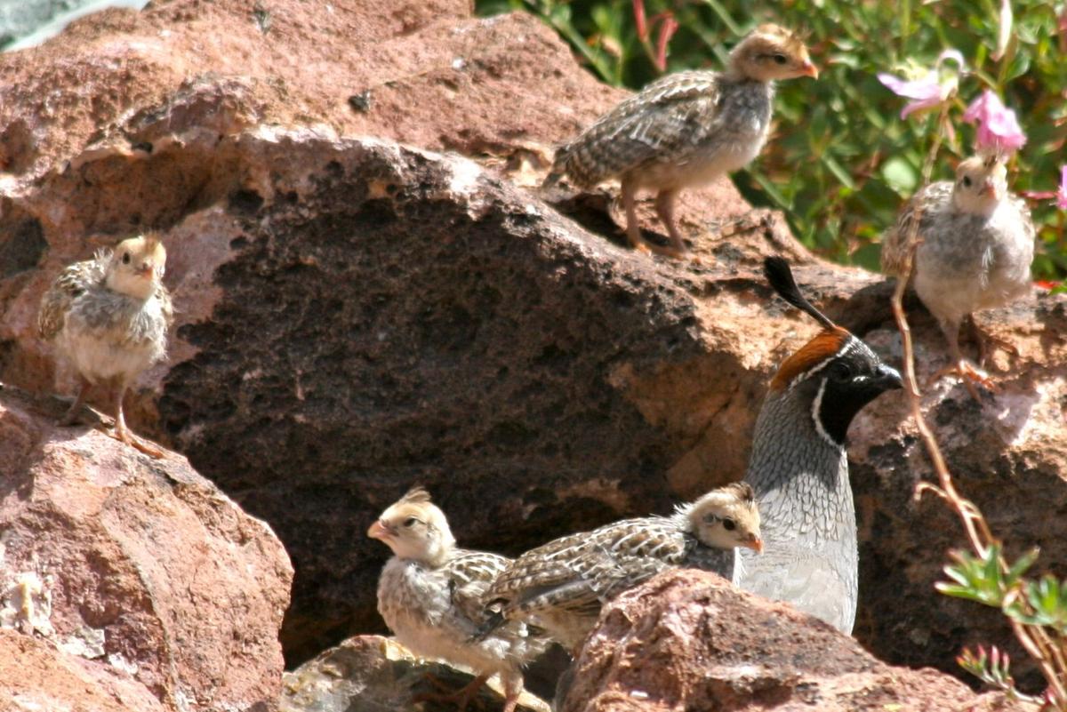 Summer’s Bumper Baby Bird Crop Saddlebag Notes