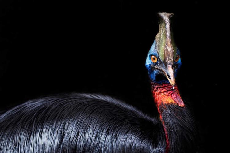 Cassowary bird
