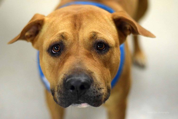 Adopt A Friend: Rubik