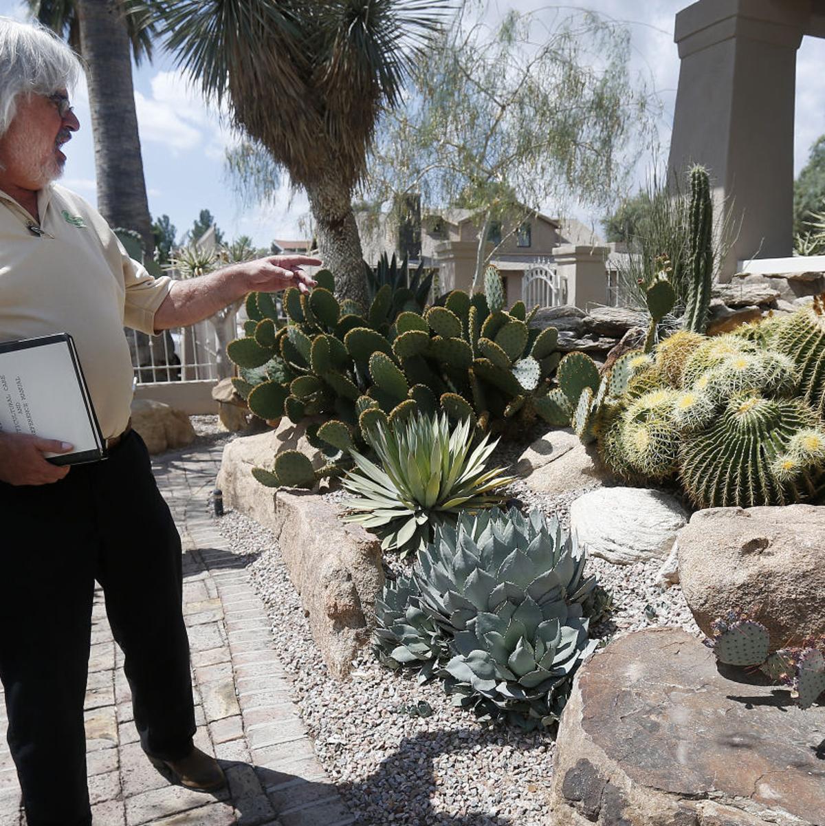 Mineral Dealer Cultivates Cactus And Succulent Collection Tucson