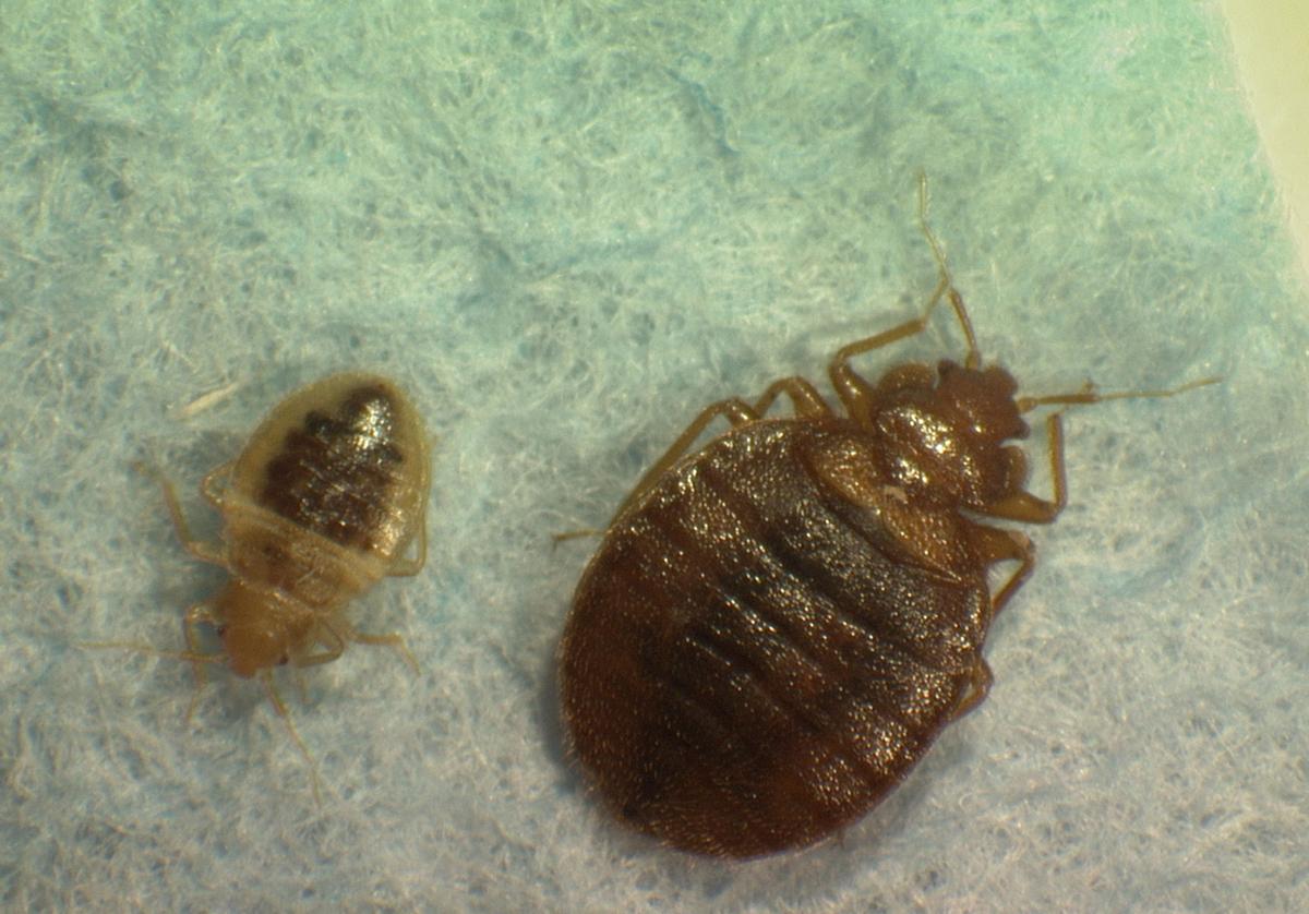Up close and personal with bed bugs