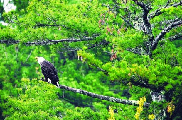 Bald eagles turn into 'thugs,' put great cormorants at risk  