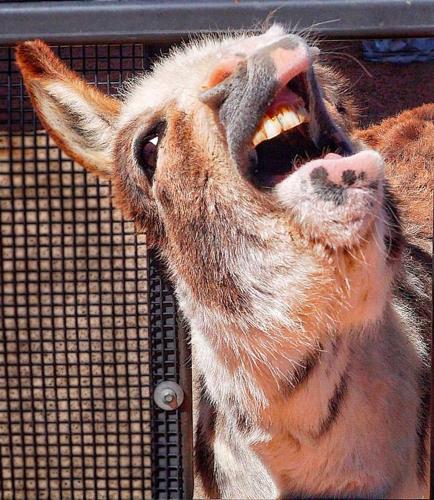 Donkey-asking-for-food-photo-by-Bill-Grinonneau.jpg