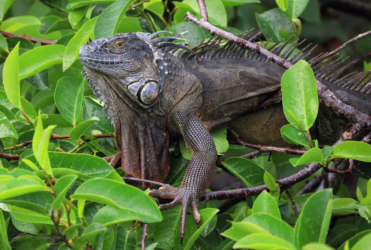 How cold is it in Miami? It's so cold that 'falling iguanas' are forecast