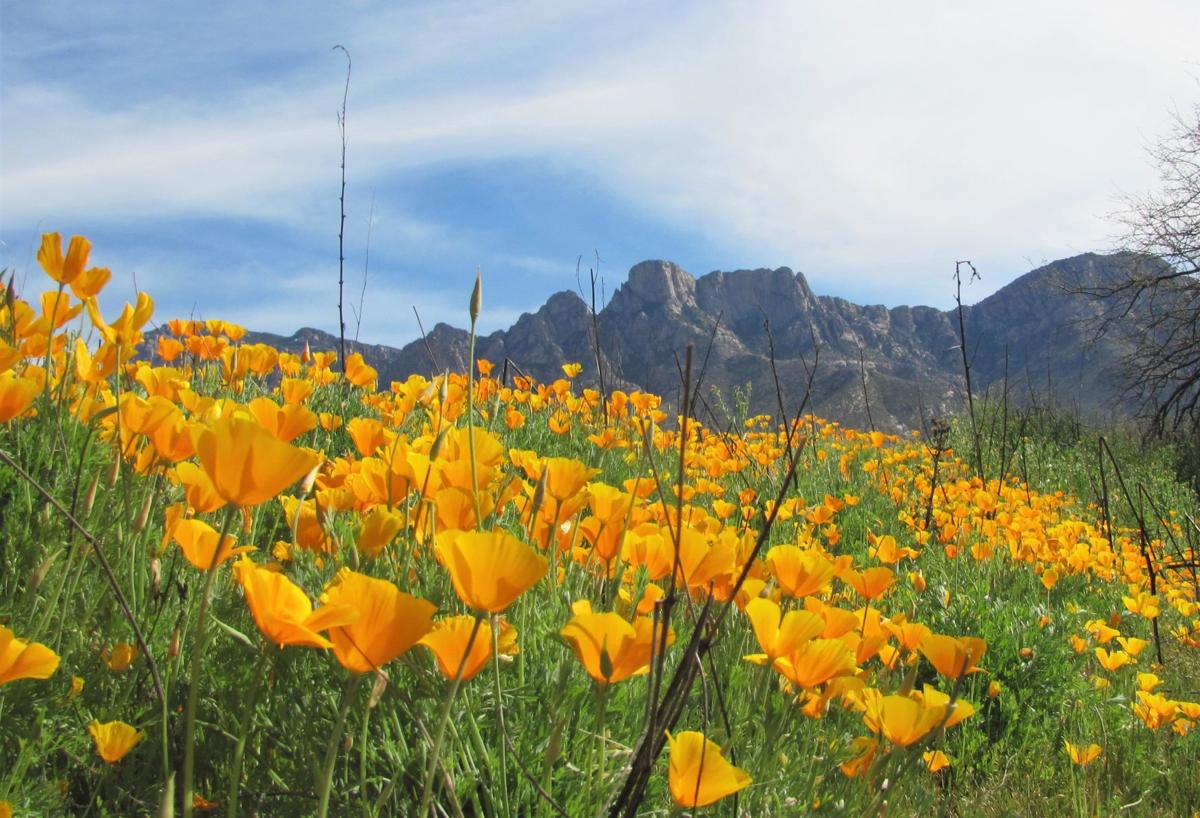 Wildflowers are here! Take all the flowery Instagram photos at these