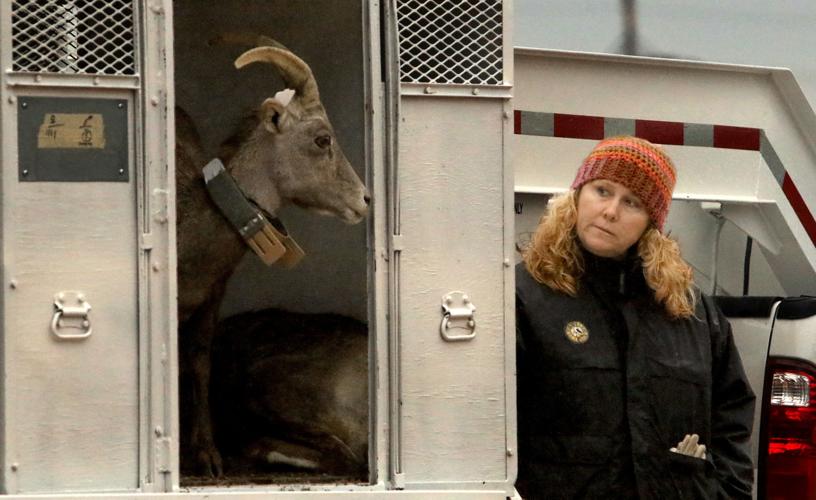 Bighorn Sheep release