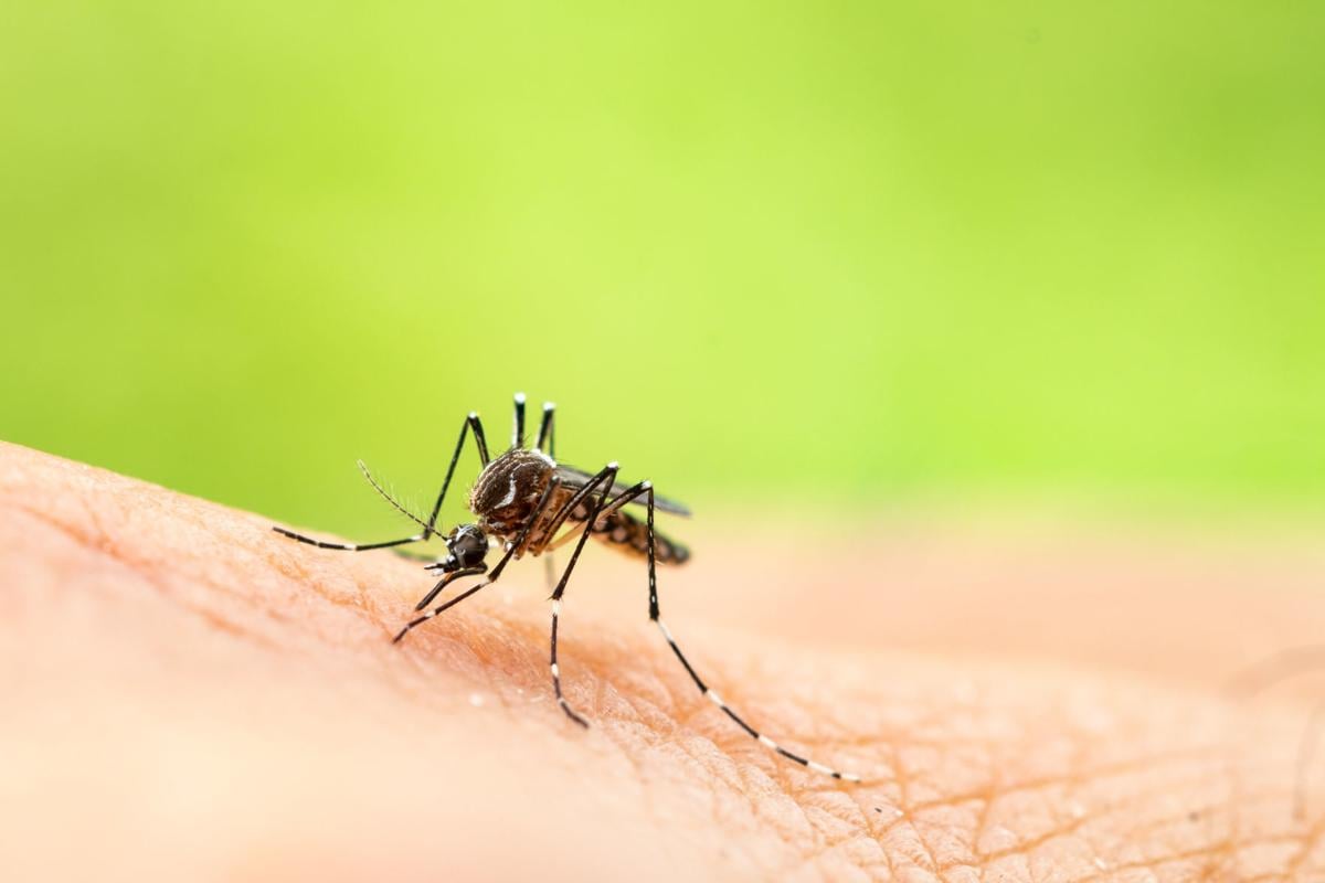 can a aegypti mosquito cause a dog to bite