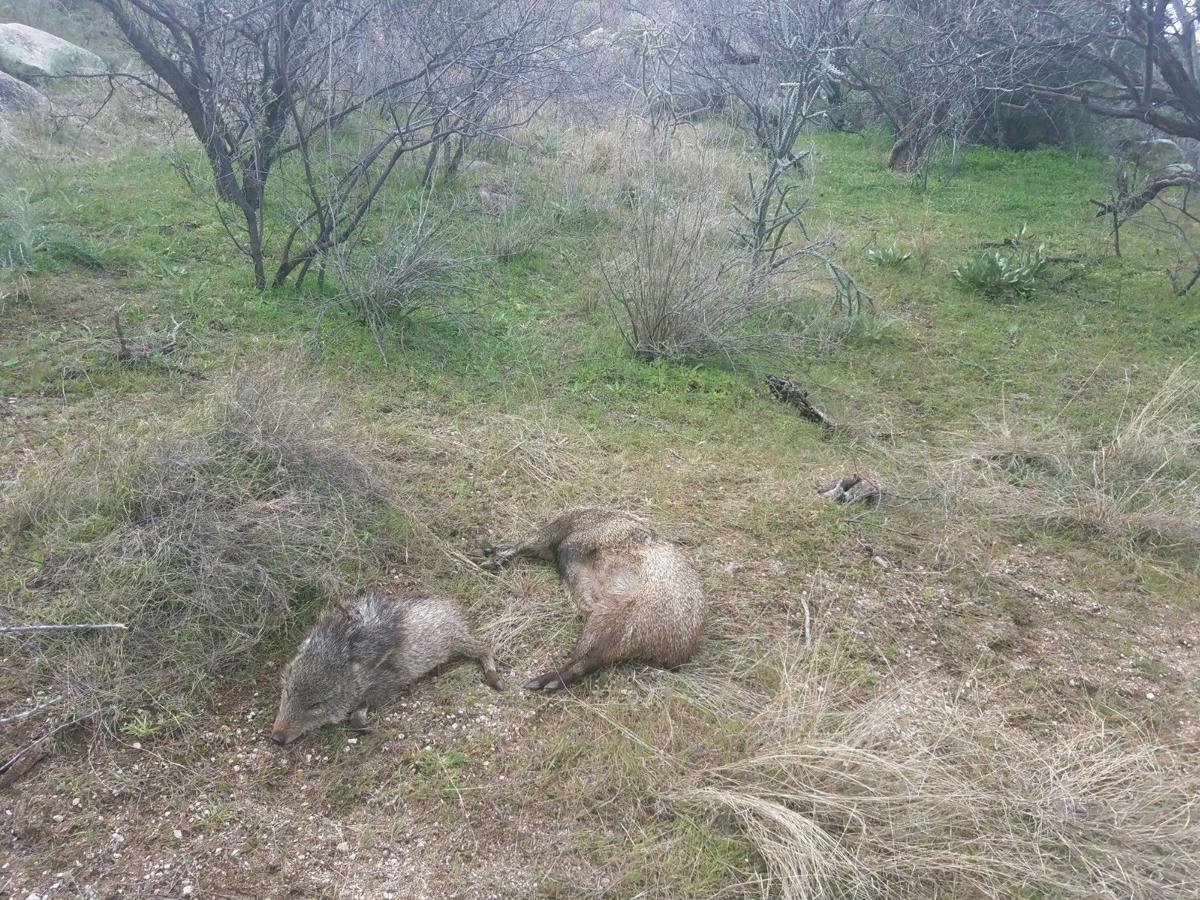 Poached javelines