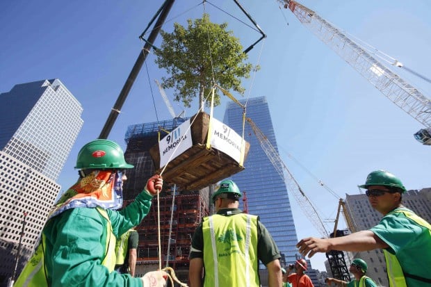 White oaks at 9/11 memorial bring life to site of mass death   