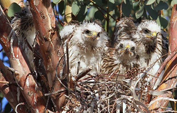 Photographer follows family's journey   