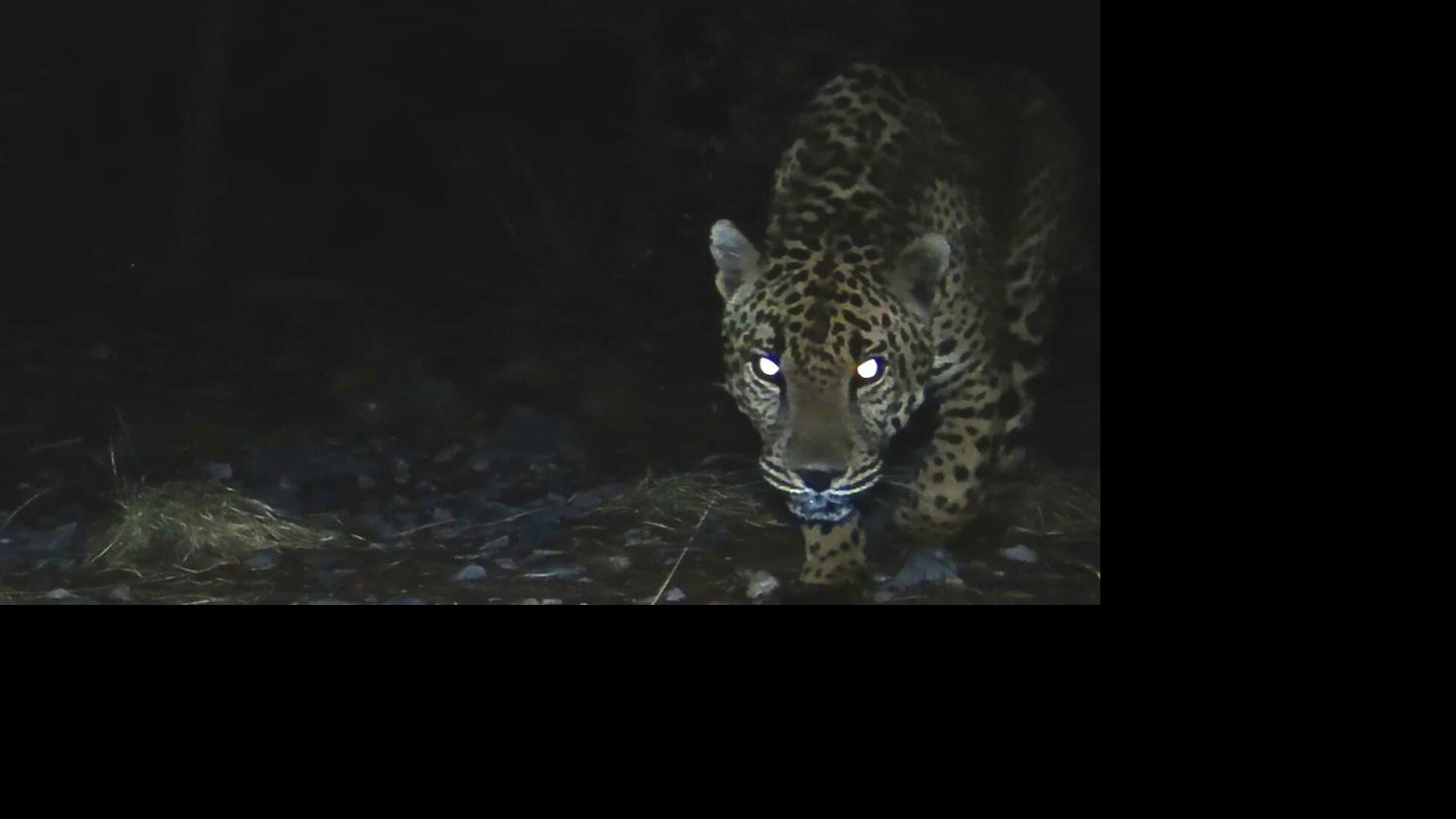 Meet all 5 jaguars spotted in Arizona