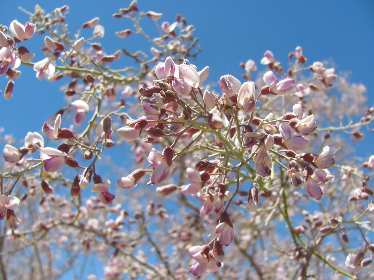 Ironwood trees: Senior citizens of the desert | Local news | tucson.com