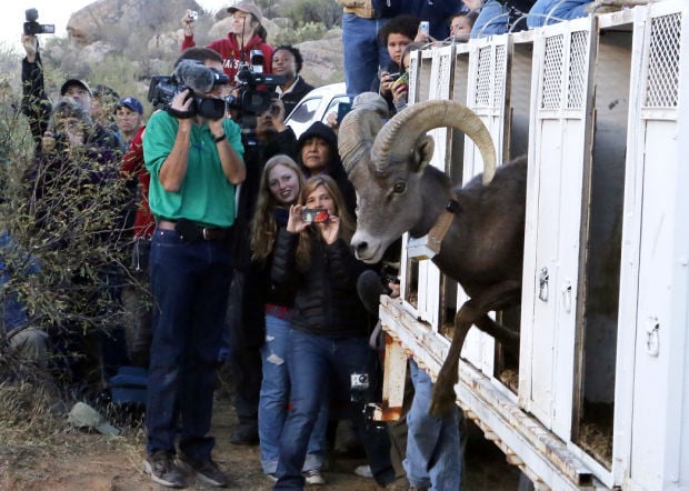 Bighorn sheep release