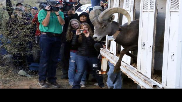 Photos: Bighorn sheep release | Northwest | tucson.com