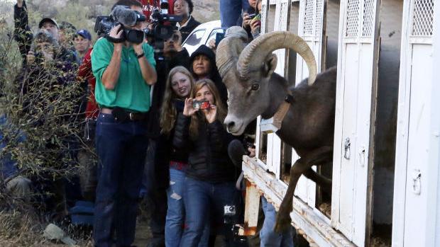 Photos: Bighorn sheep release | Northwest | tucson.com