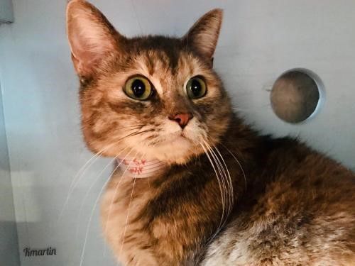 Adopt a friend: Big Bertha